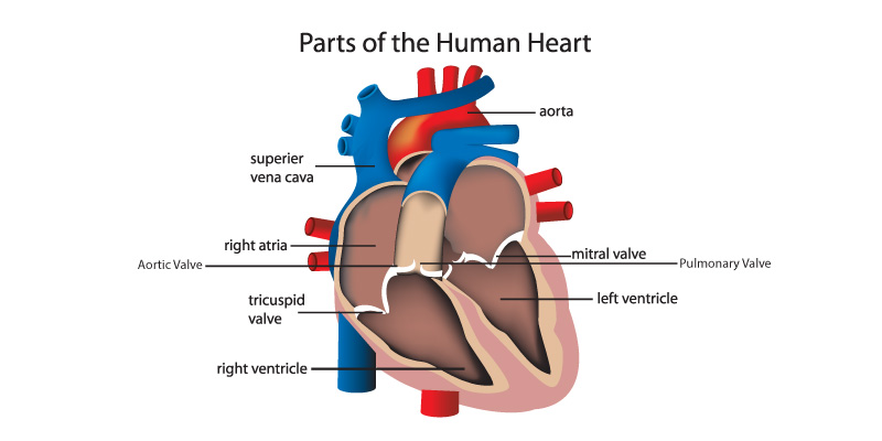 Human-Heart-Diagram