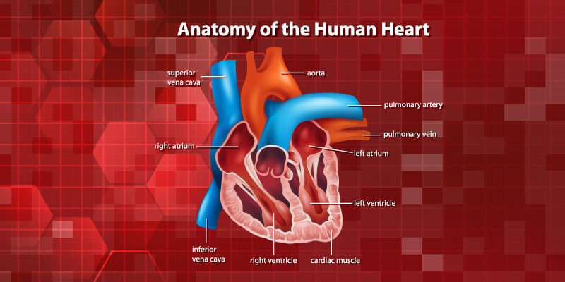 Anatomy-of-human-heart